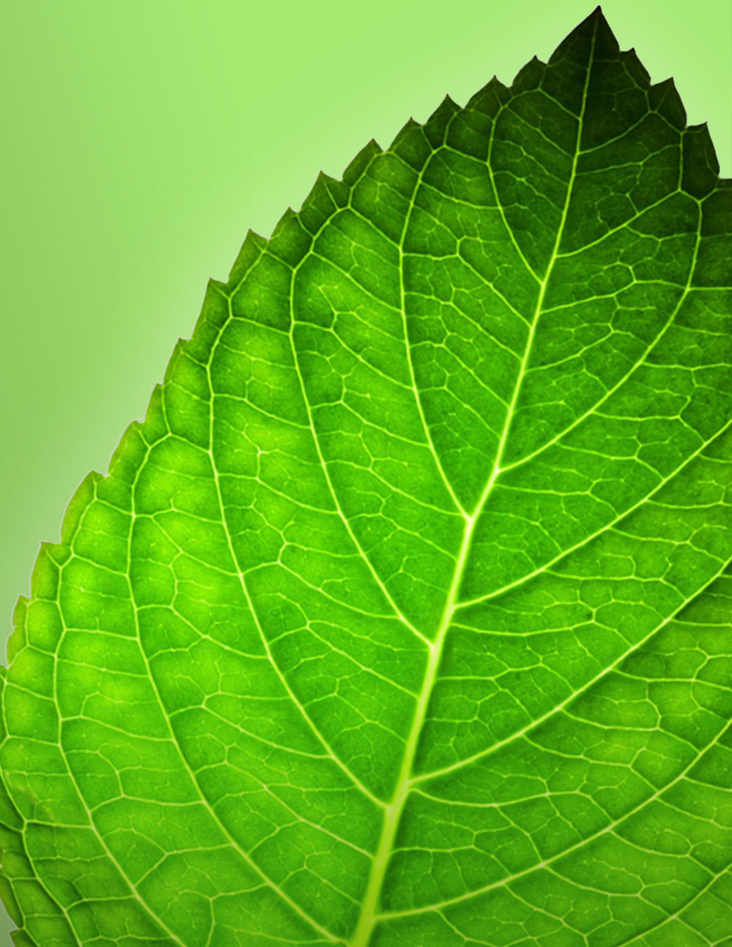 Panda Packaging Design & Development